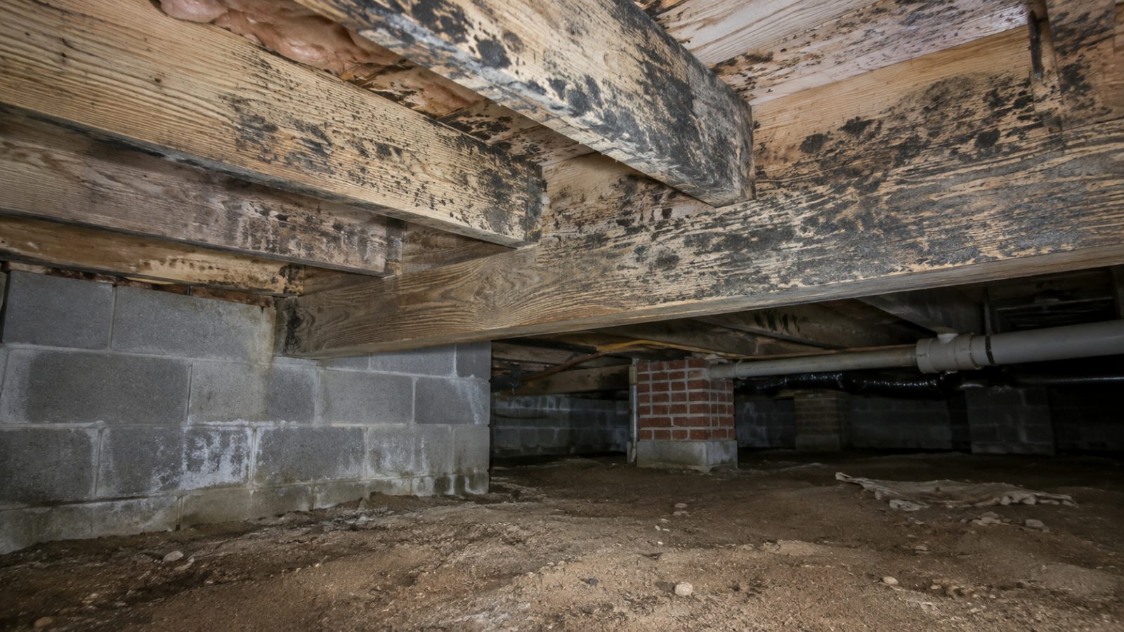 Mold Remediation Martinsburg Mold Remediation